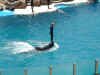DolphinShow.JPG (75269 �o�C�g)