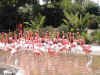 Flamingos.JPG (47940 バイト)