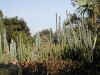 DesertGarden.JPG (79196 �o�C�g)