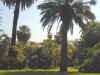 PalmGarden.JPG (309376 �o�C�g)